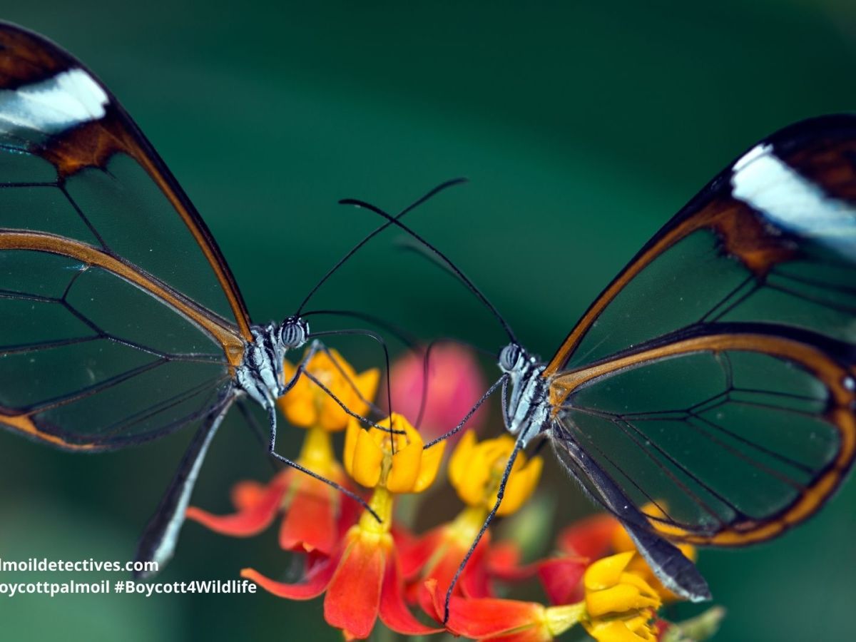 Uncovering secrets of the glasswing butterfly’s see-through wings