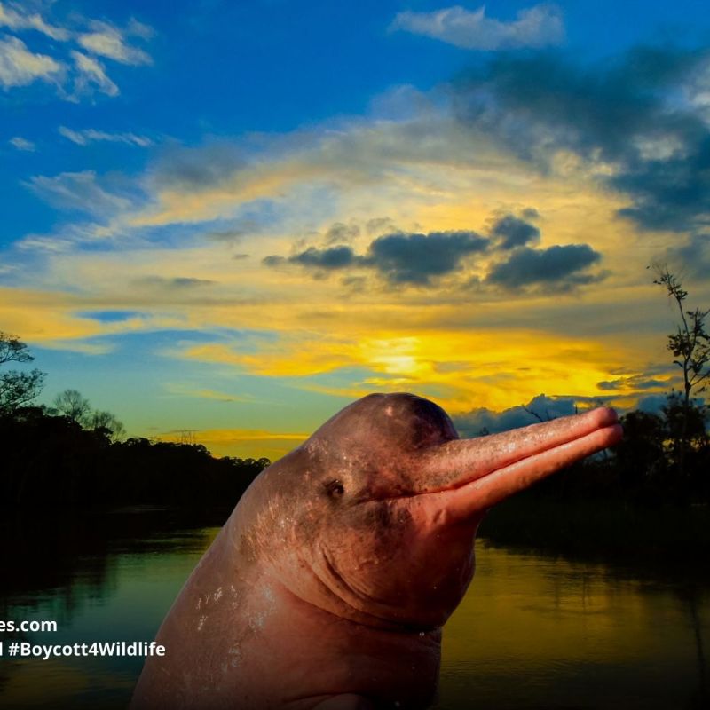 Amazon River Dolphin Inia geoffrensis