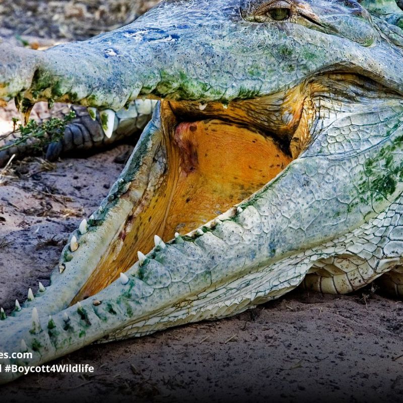 Orinoco Crocodile Crocodylus intermedius