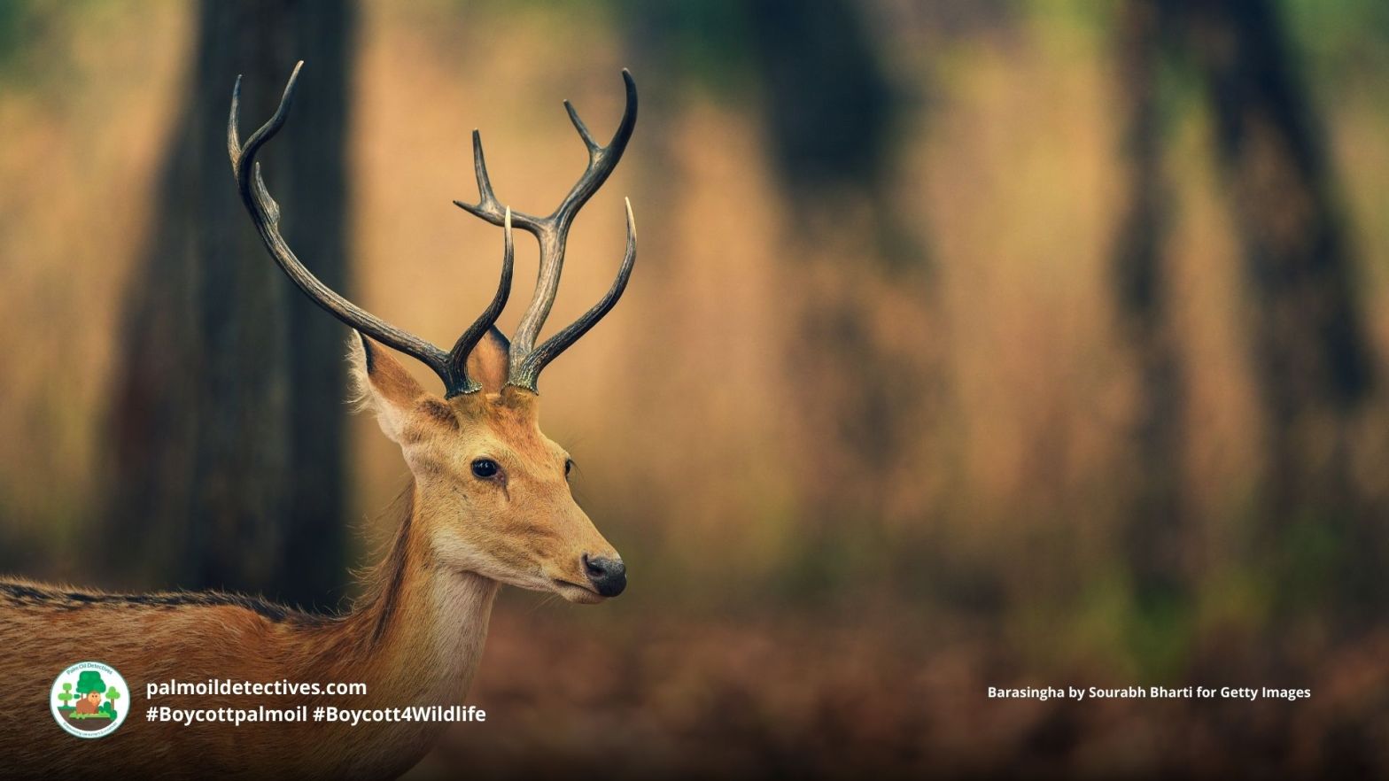 Barasingha by Sourabh Bharti for Getty Images