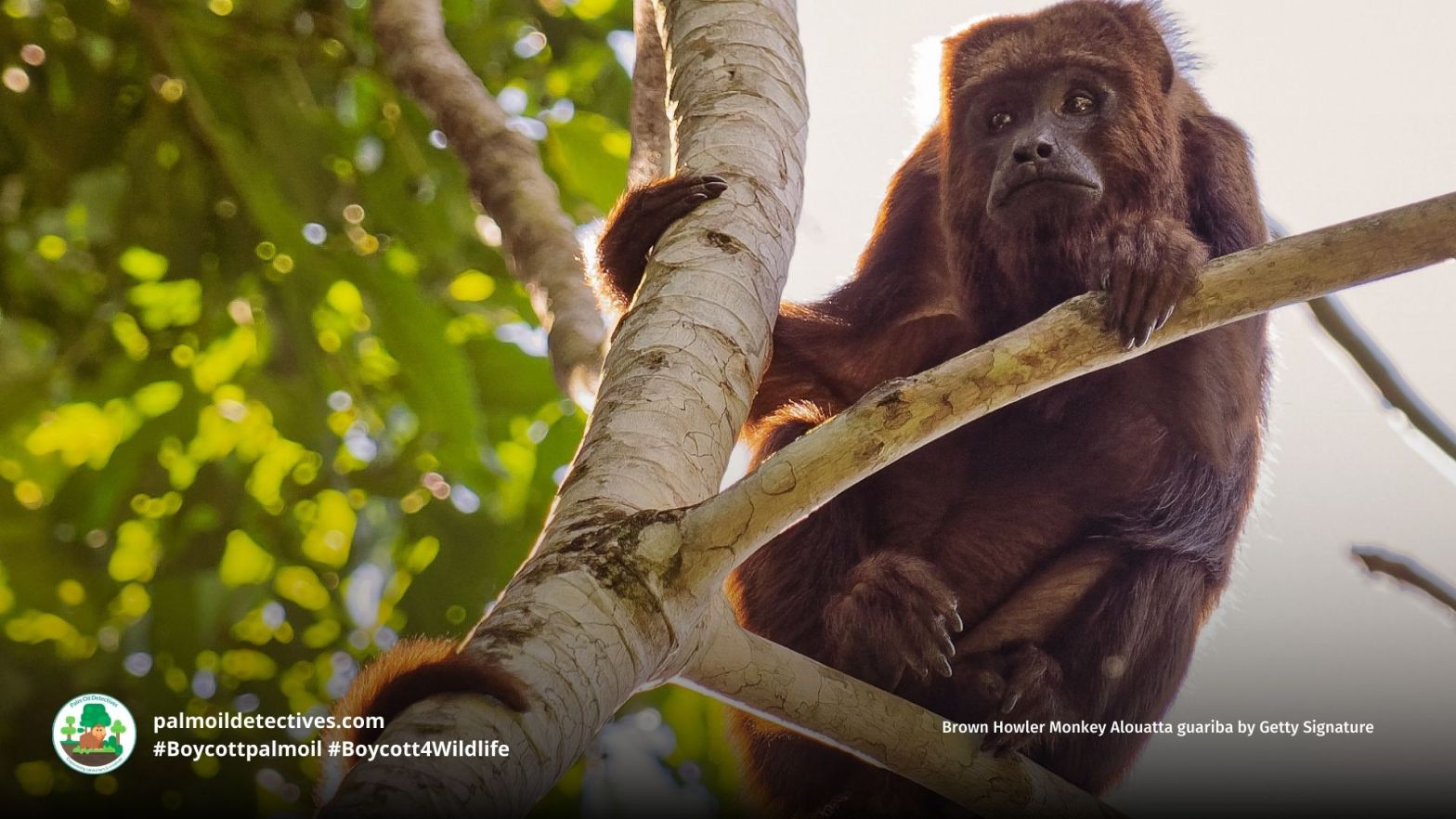 Brown Howler Monkey Alouatta guariba - South America