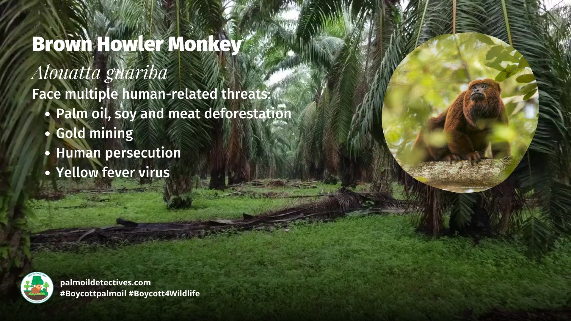 Brown Howler Monkey Alouatta guariba - South America - Threats