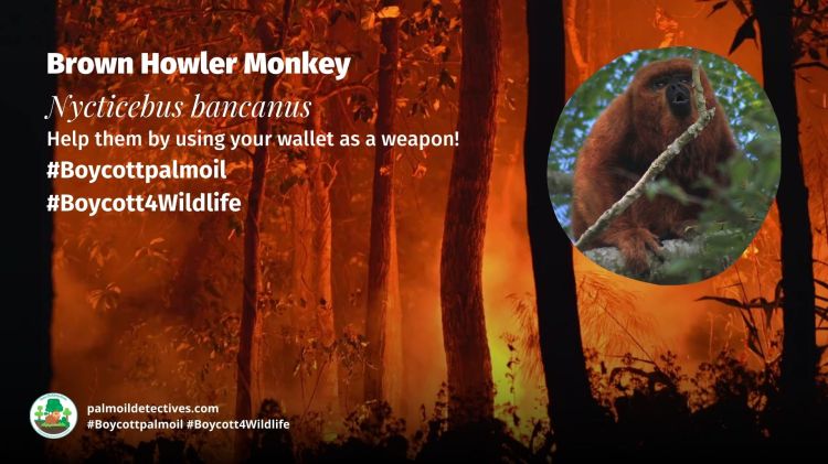 Brown Howler Monkey Alouatta guariba - South America - Boycott4Wildlife