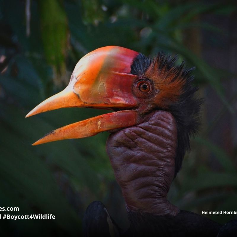 Helmeted Hornbill by Craig Ansiwin, Getty Images (2)