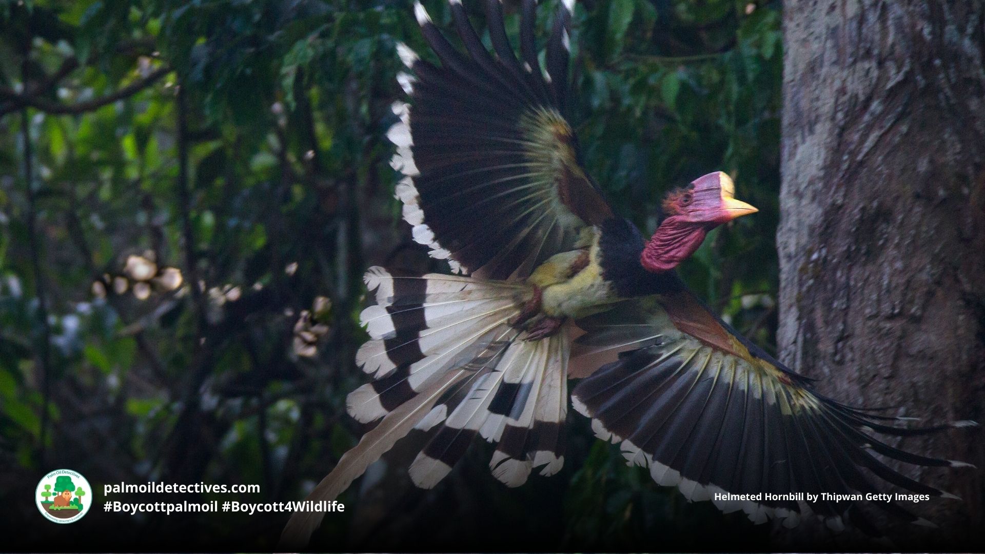 Helmeted Hornbill by Thipwan Getty Images (2)