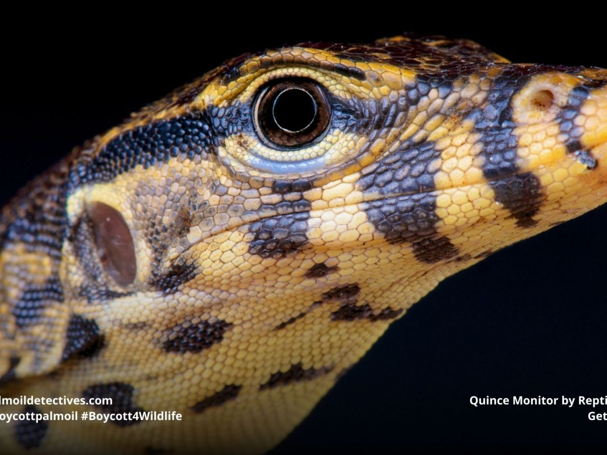 Reptiles: why one in five species face extinction. Here’s how you can help them