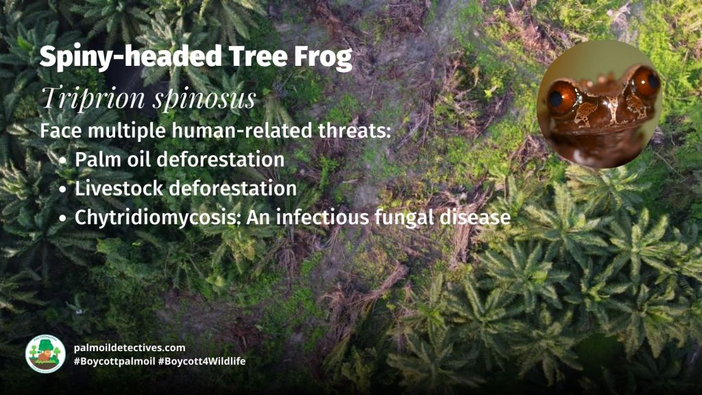 Spiny-headed Tree Frog Triprion spinosus - #Boycott4Wildlife