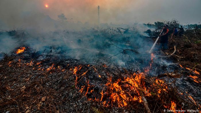 deforestation fire palm oil