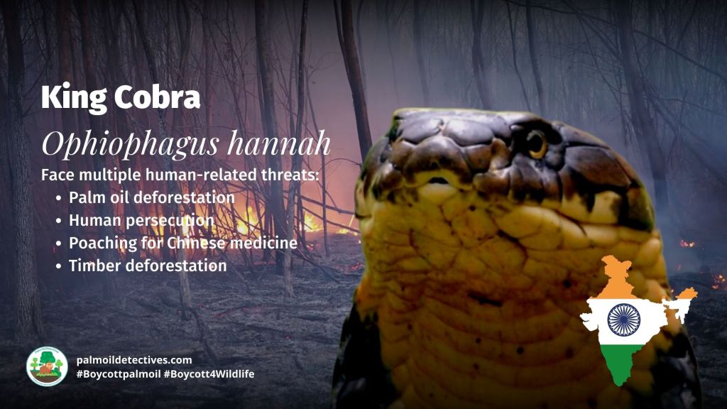 King Cobra - Palm oil is a recipe for disaster in India