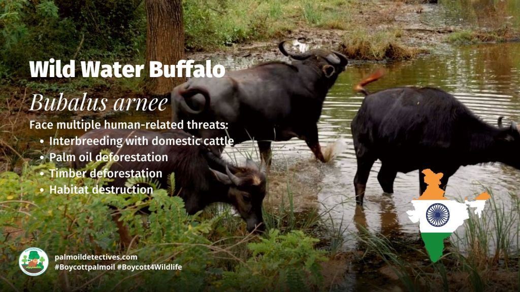 Wild Water Buffalo Bubalus arnee