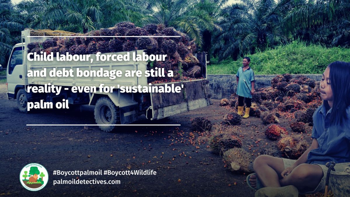 Child labour, forced labour and debt bondage are still a reality – even for ‘sustainable’ palm oil