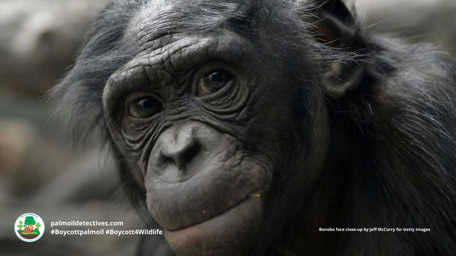 Bonobo Pan paniscus close up of face.