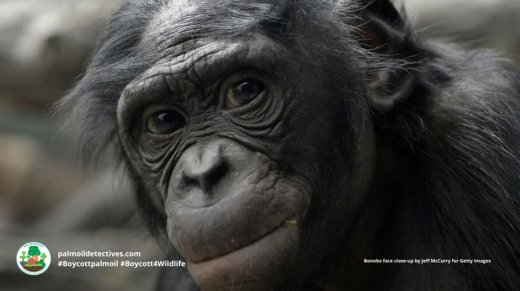 Bonobo Pan paniscus
