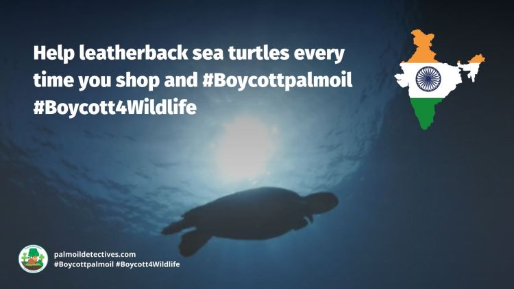 Leatherback Sea Turtle Dermochelys coriacea - Asia Papua - #Boycottpalmoil #Boycott4Wildlife