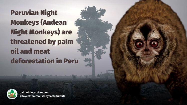 Andean Night Monkey Andus miconax threatene by palm oil deforestation #Boycottpalmoil #Boycott4Wildlife