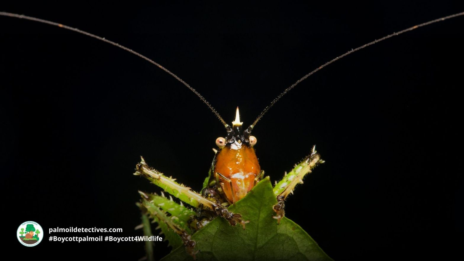 Spiny devil katydid or Horney Devil Katydid by Leeman for Getty Images