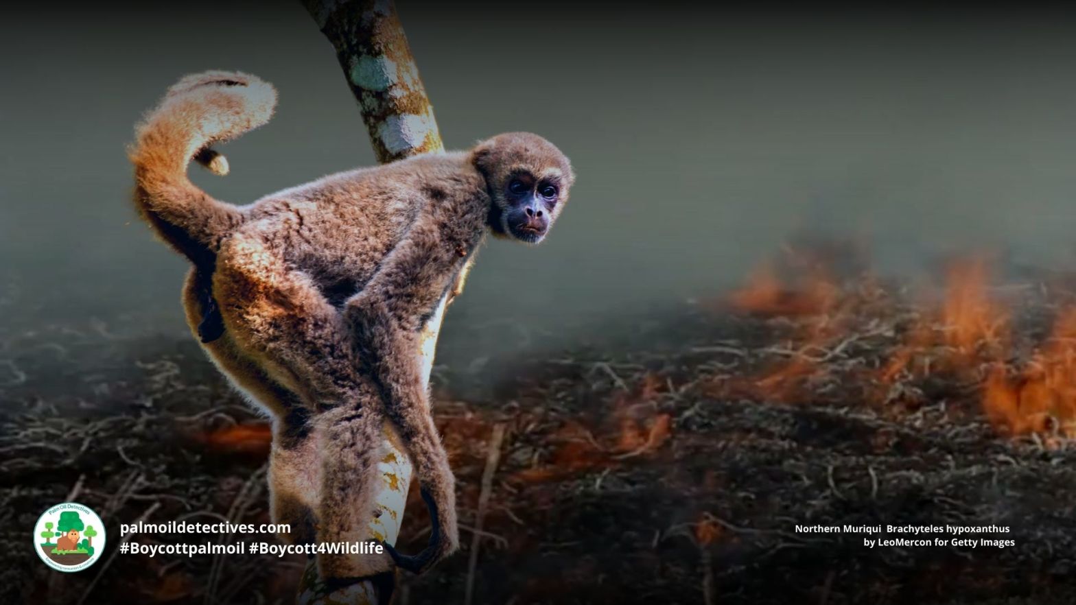 Critically Endangered species – Palm Oil Detectives