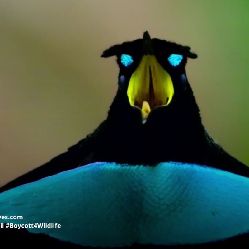 Vogelkop Superb Bird of Paradise Lophorina superba