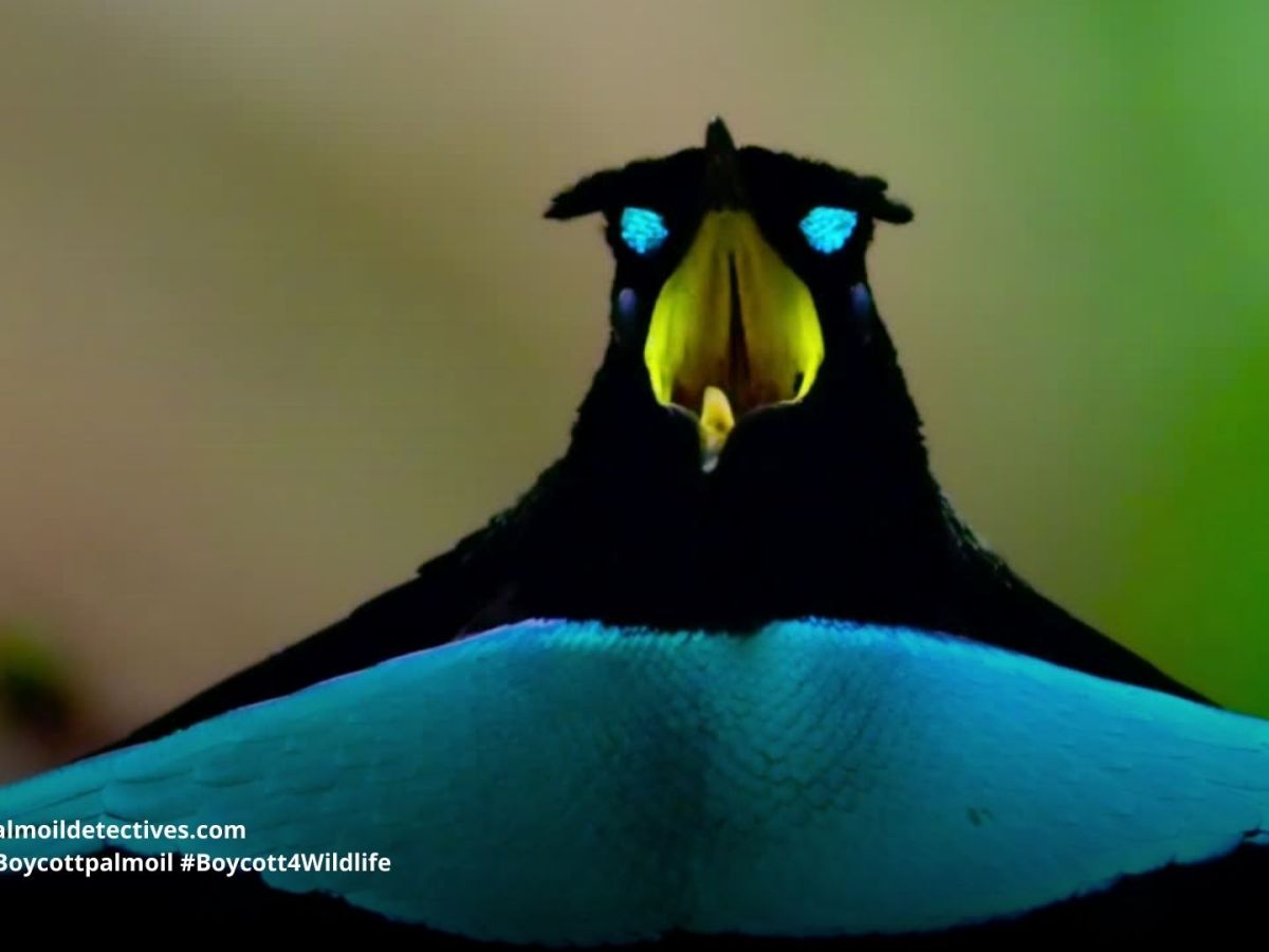 Vogelkop Superb Bird of Paradise Lophorina superba