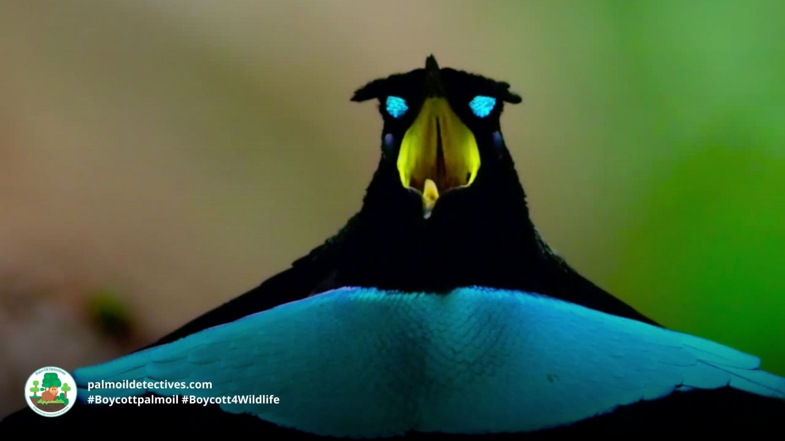 Superb Bird of Paradise - Papua