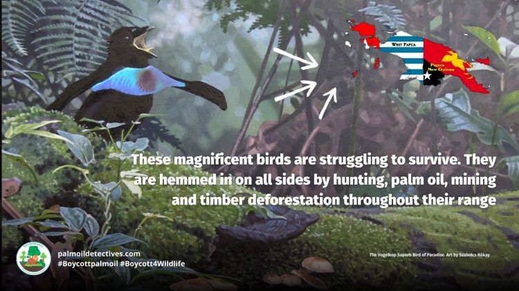 These magnificent birds are struggling to survive, hemmed in on all sides by hunting, palm oil, mining and timber deforestation throughout their range. 