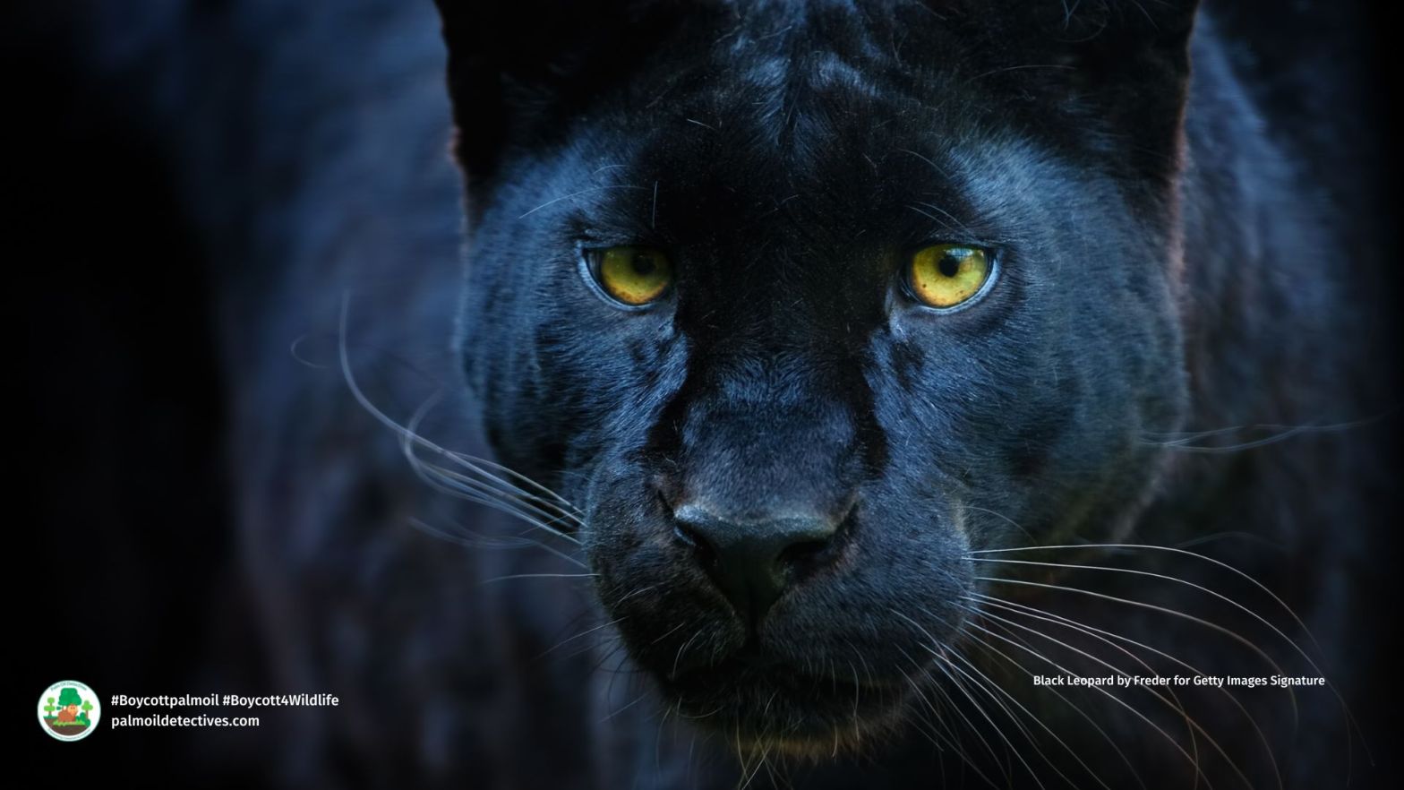 black-leopard-by-freder-for-getty-images-signature-asia