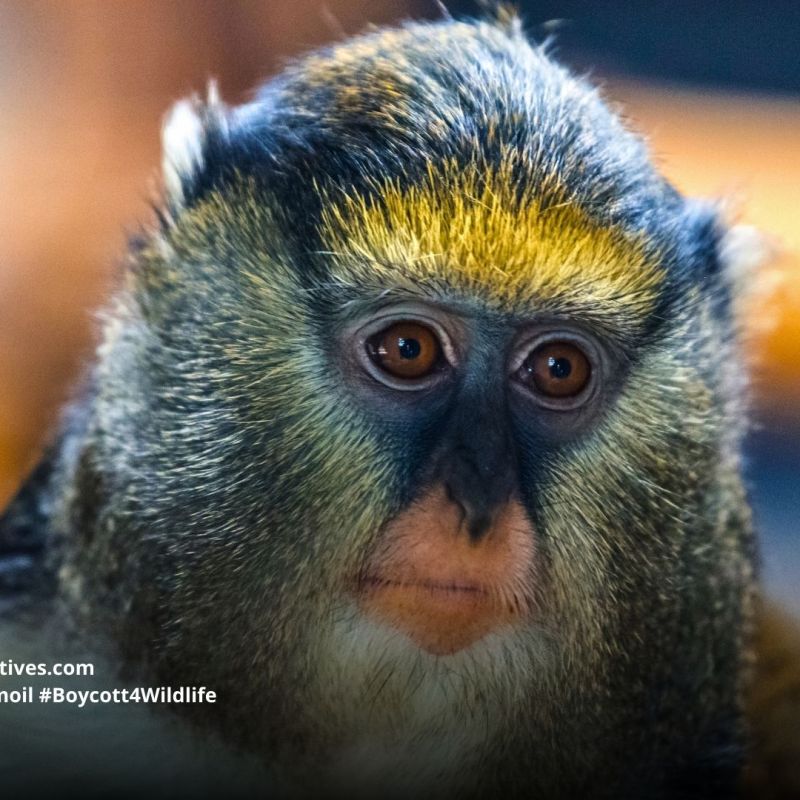 Campbell’s Mona Monkey Cercopithecus campbelli