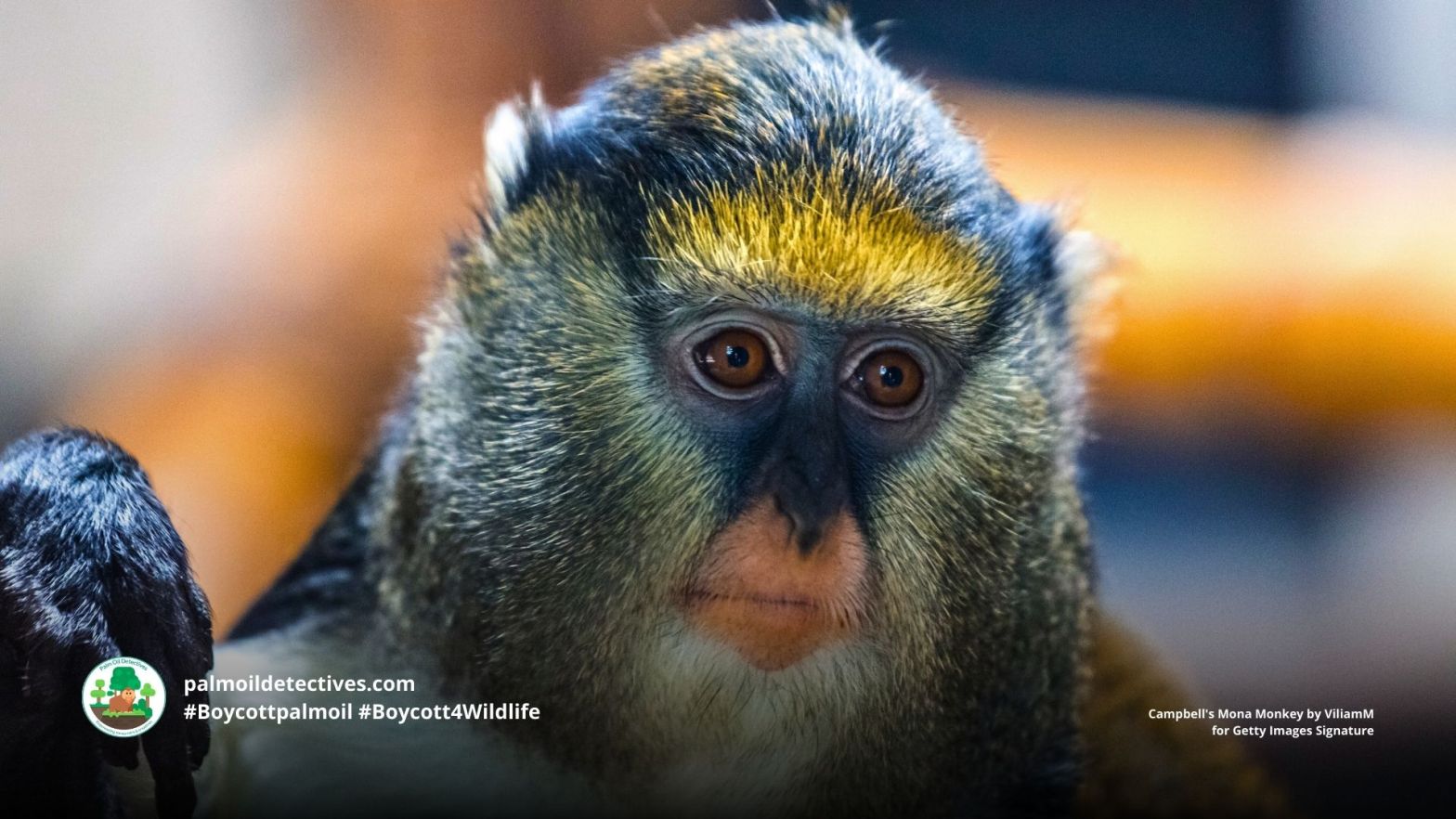 Campbell's Mona Monkey Cercopithecus campbelli