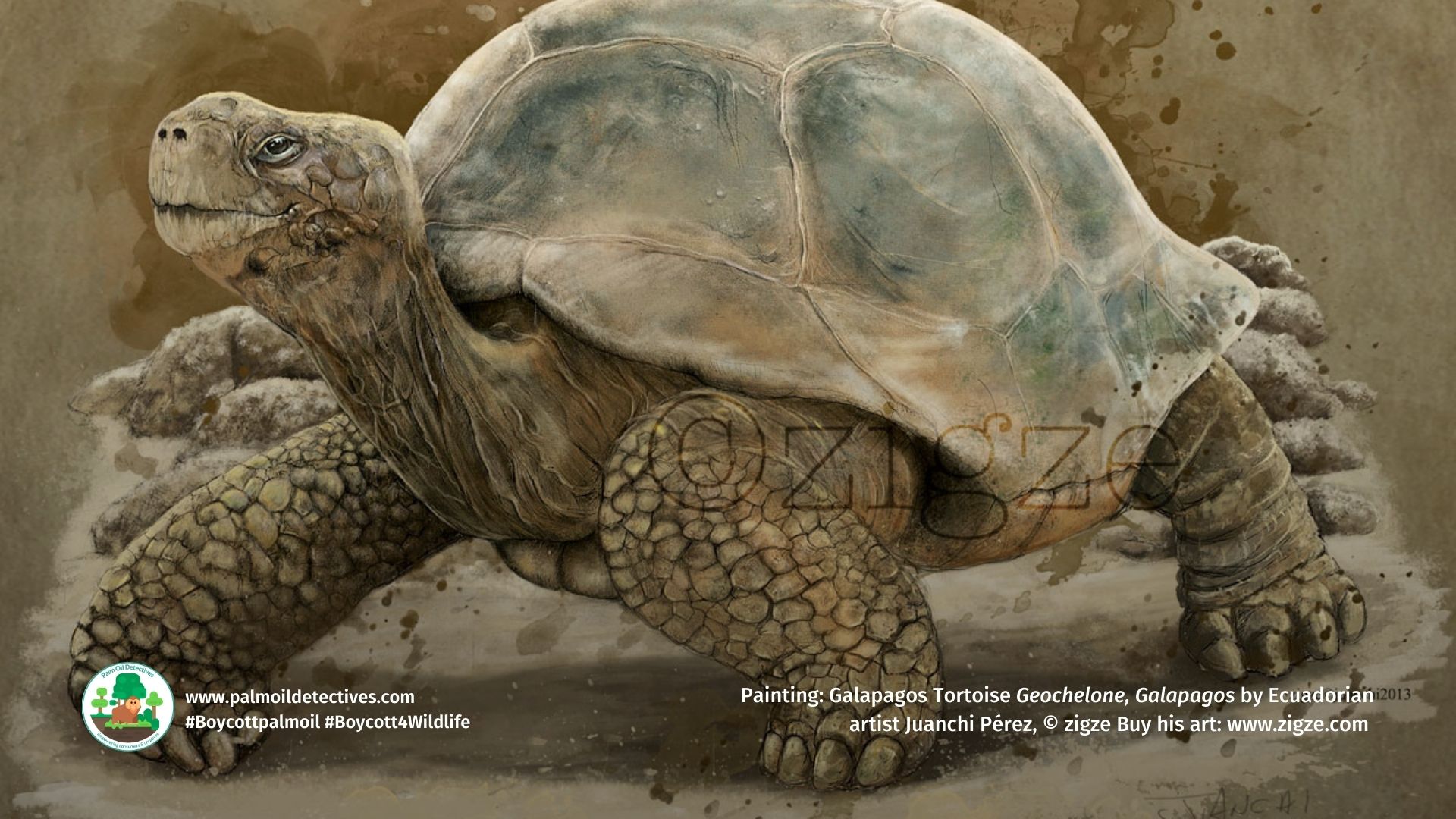 Galapagos Tortoise Geochelone, Galapagos by Ecuadorian artist Juanchi Pérez slider