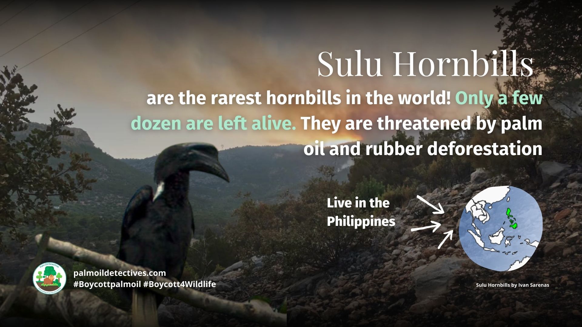 Sulu Hornbill Anthracoceros montani threats