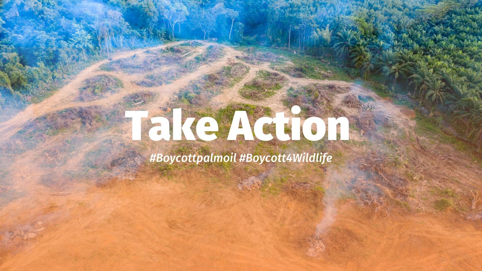 Take action by using your wallet as a weapon #Boycottpalmoil #Boycott4Wildlife