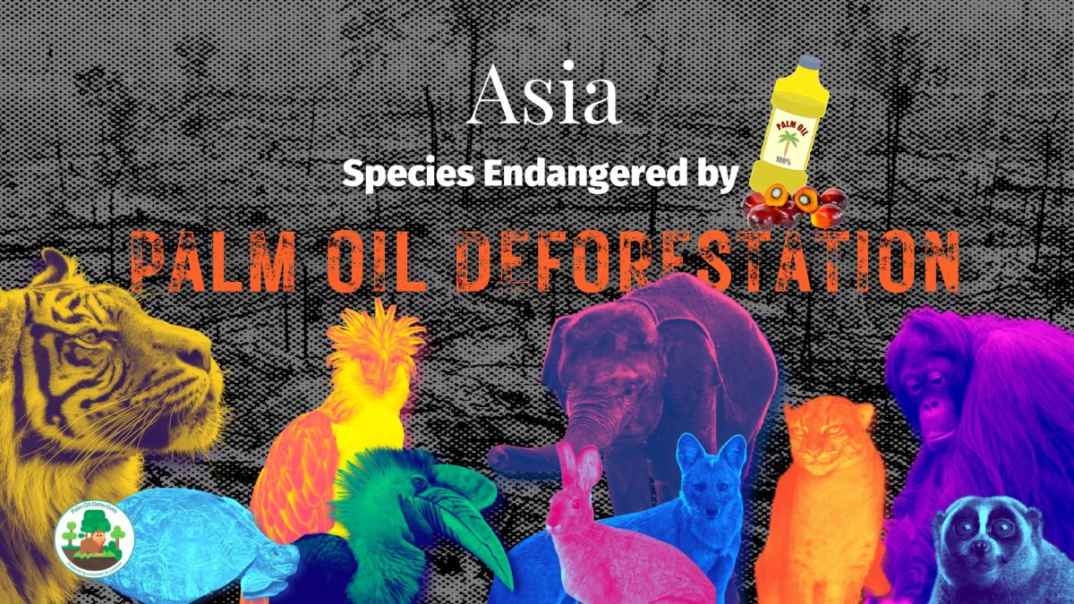 Asia: Species Endangered by Palm Oil Deforestation
