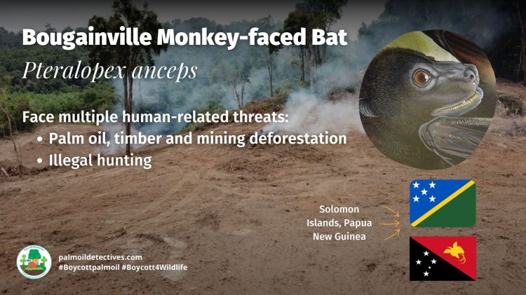Bougainville Monkey-faced Bat Pteralopex anceps - Papua 1.jpg Bougainville Monkey-faced Bat Pteralopex anceps - Papua New Guinea and Solomon Islands - #Boycottpalmoil #Boycott4Wildlife threats
