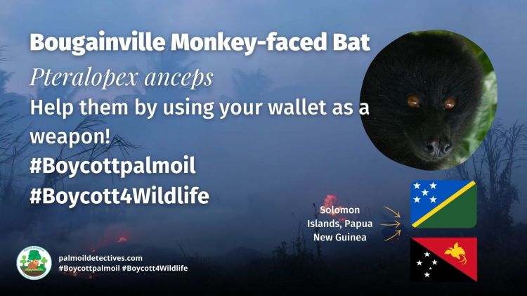 Bougainville Monkey-faced Bat Pteralopex anceps - Papua 1.jpg Bougainville Monkey-faced Bat Pteralopex anceps - Papua New Guinea and Solomon Islands - #Boycottpalmoil #Boycott4Wildlife
