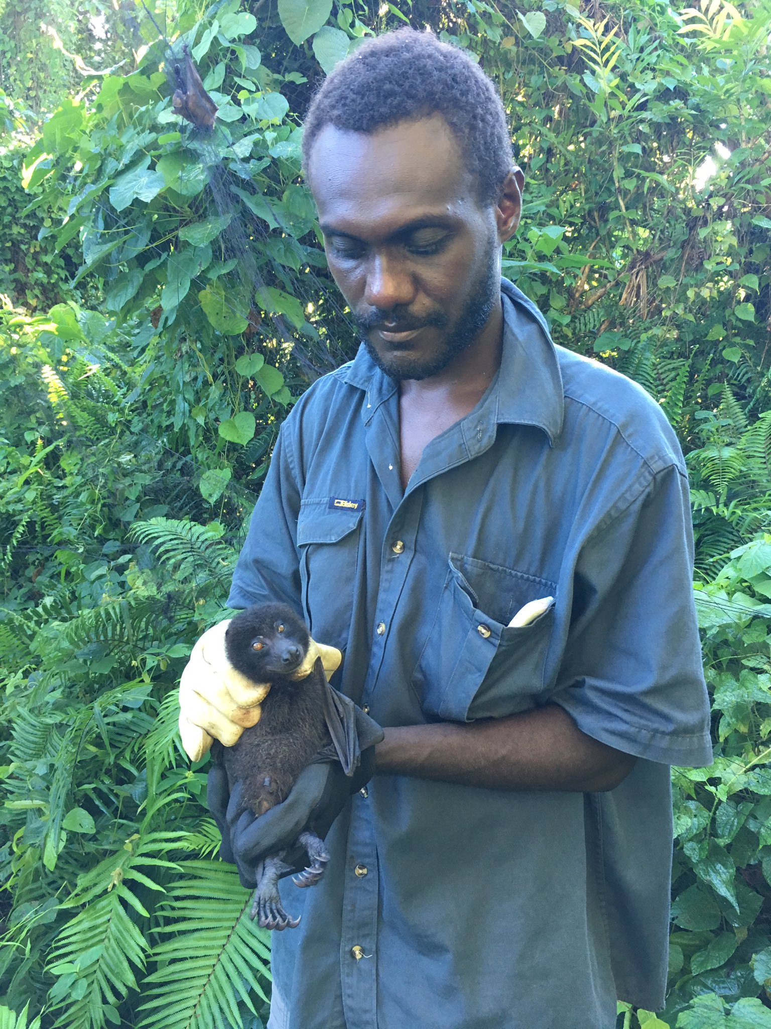 Tyrone Lavery and Cornelius (holding the bat) responsible for conservation of the Bougainville Monkey-faced bats. Via Twitter https://twitter.com/TyroneLavery/status/827301185249898497?s=20