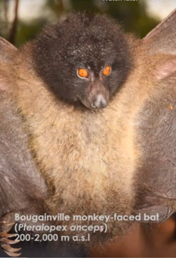 Bougainville Monkey-faced Bat Pteralopex anceps - Papua New Guinea are threatened by palm oil deforestation