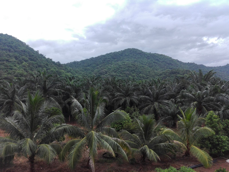 Palm oil plantations at the foothills of Eastern Ghats near Srungavarapukota in Vizianagaram district by Adityamadhav83 on Wikipedia