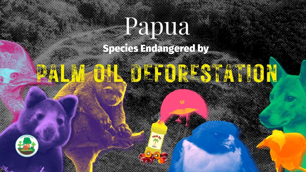 Papua New Guinea & West Papua: Species Endangered by Palm Oil Deforestation