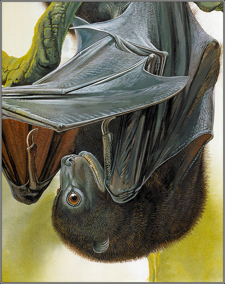 Artists’s impression of a Monkey-faced Bat (Genus Pteralopex) Credit: Ivy Shih/Australian Museum