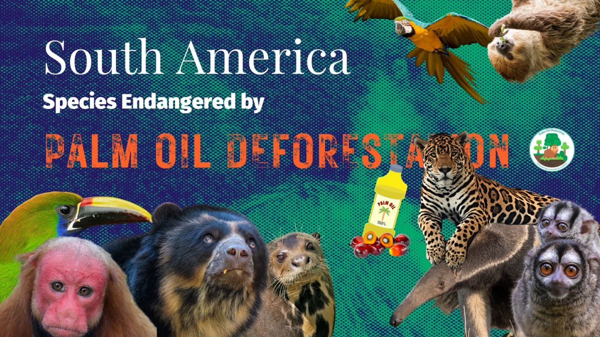 South America: Species Endangered by Palm Oil Deforestation