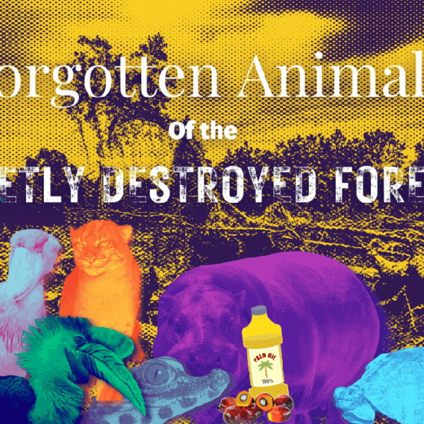 These are the forgotten animals of the secretly destroyed forests