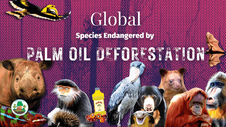 Global Species Endangered by Palm Oil Deforestation