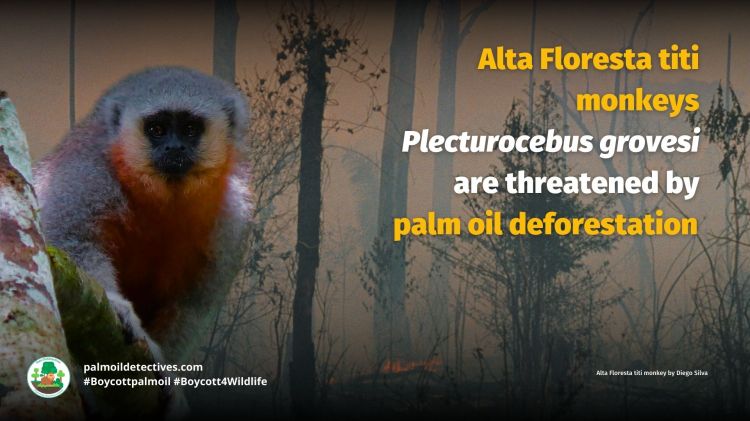 Alta Floresta titi monkey Plecturocebus grovesi