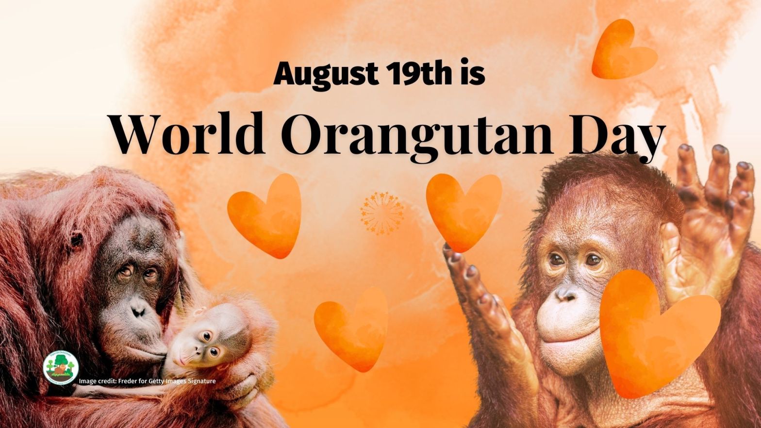 World Orangutan Day is August 19th - help them to survive #Boycottpalmoil #Boycott4Wildlife