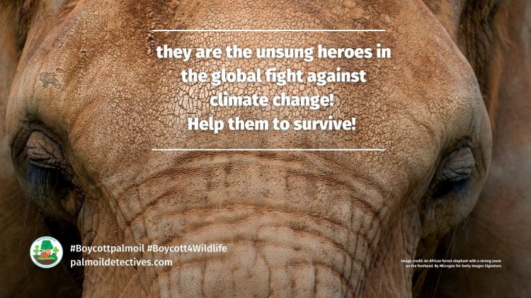 African forest elephants help to capture carbon (6)