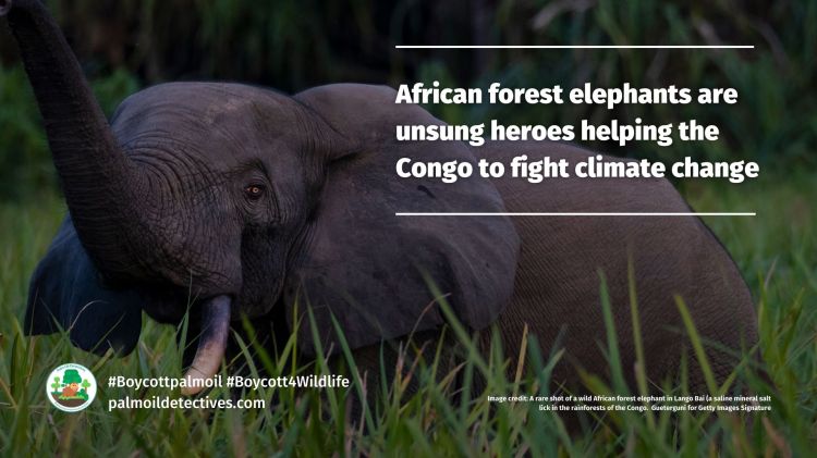 African Forest Elephants: Unsung Heroes Helping Congo Fight Climate Change
