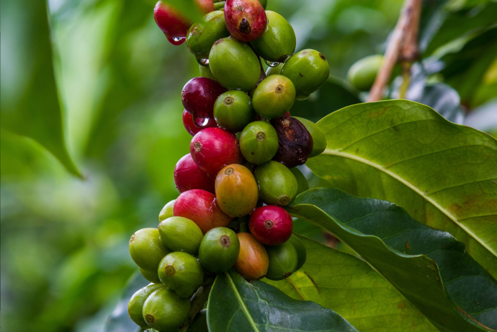 The World's Most Loved Cup: A Social, Ethical & Environmental History of Coffee by Aviary Doert