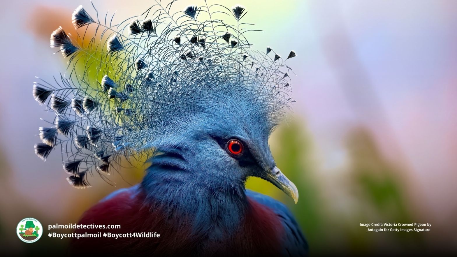 Victoria Crowned Pigeon Goura victoria - Papua New Guinea