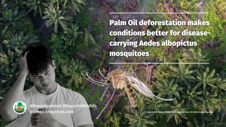Research: Palm oil deforestation makes conditions better for disease-carrying Aedes albopictus mosquitoes