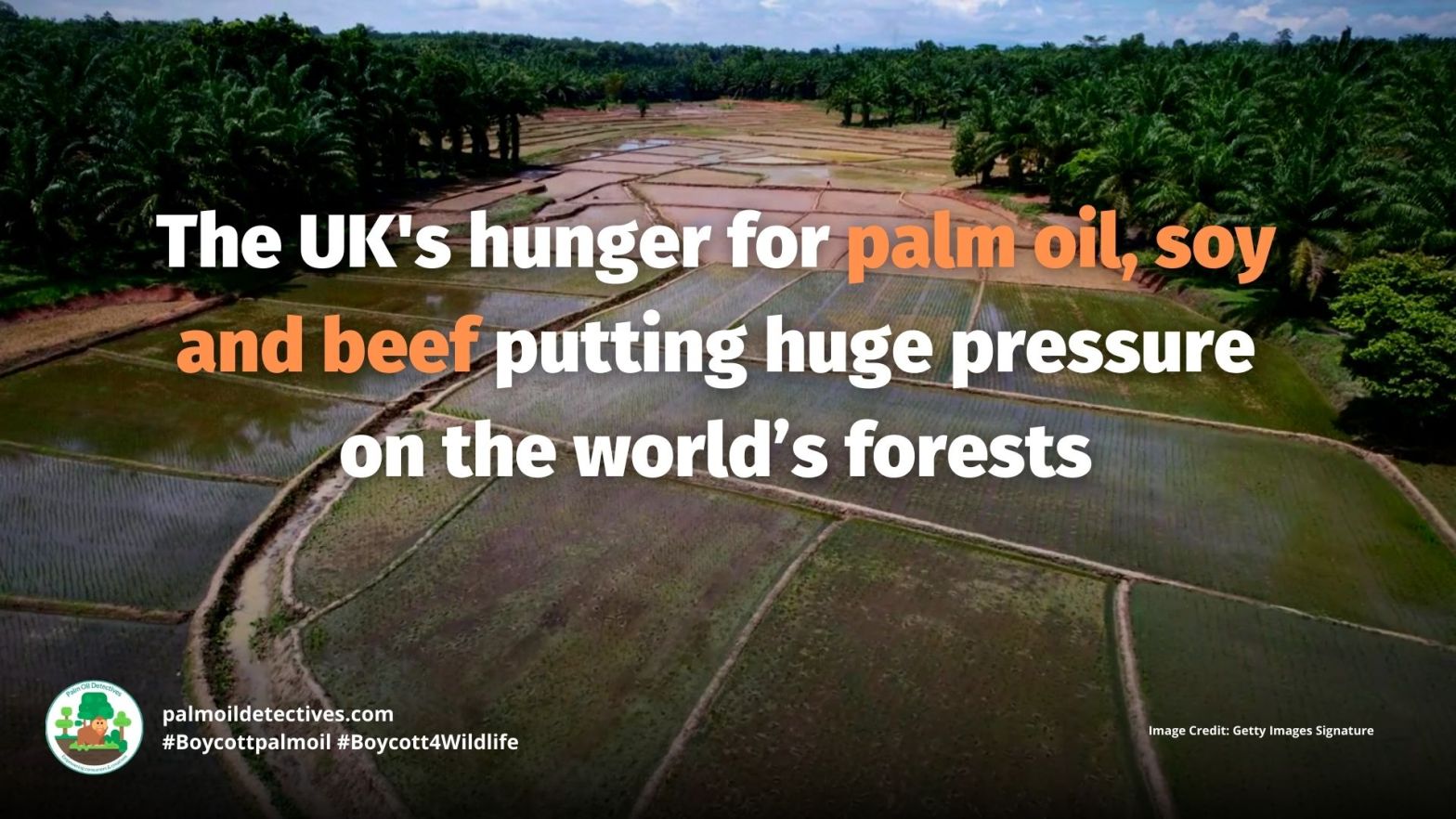 The UK's hunger for palm oil, soy and beef (2)